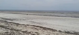 7 Acres Prime Beach Land