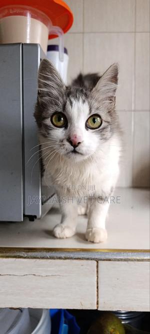 3-6 months Male Purebred Maine Coon - thumbnail 2