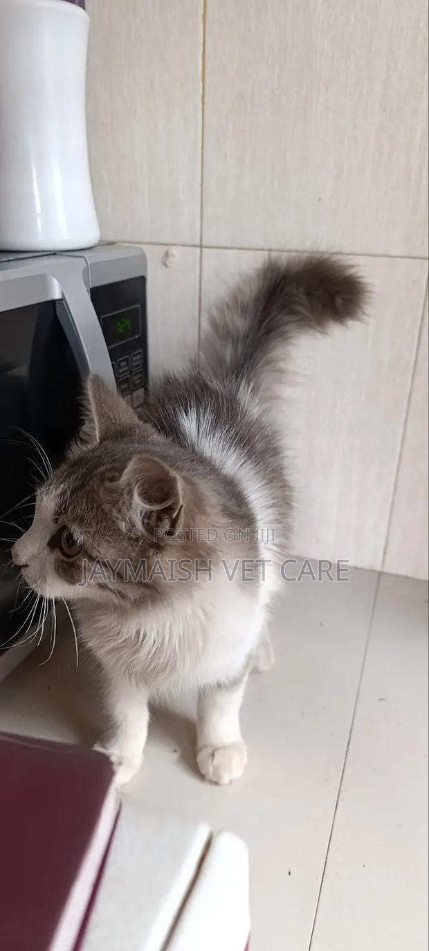 3-6 months Male Purebred Maine Coon - thumbnail 3