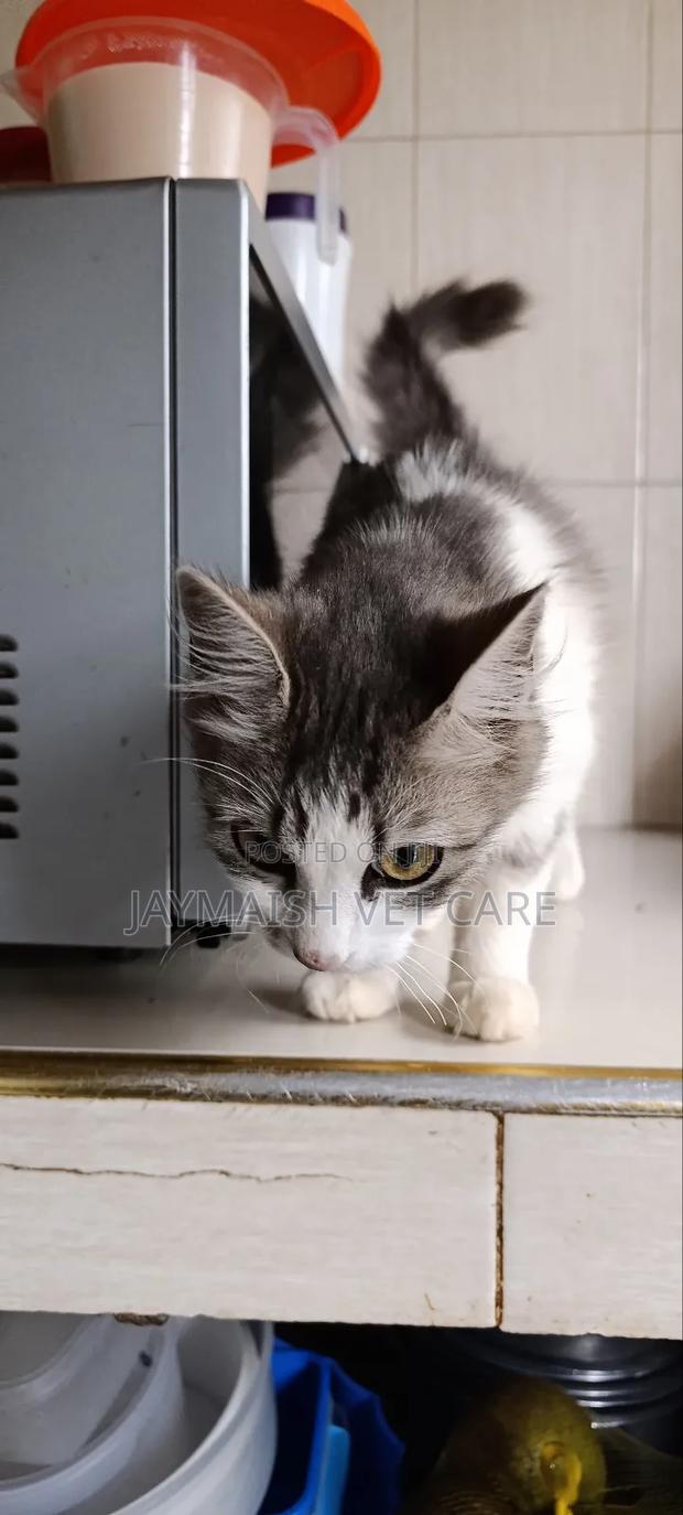 3-6 months Male Purebred Maine Coon - thumbnail 4