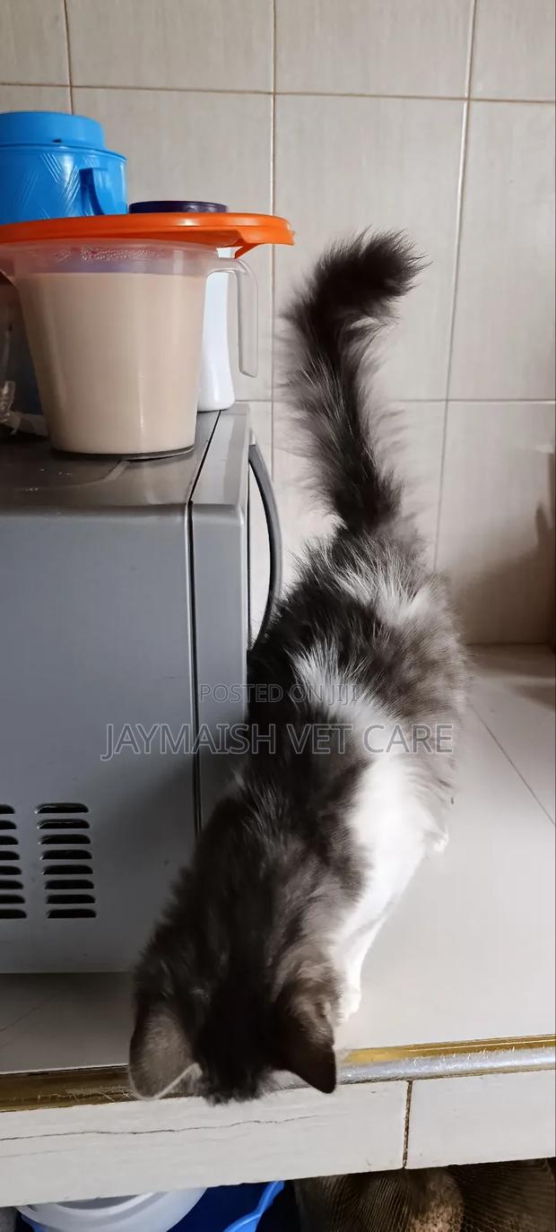 3-6 months Male Purebred Maine Coon - thumbnail 5