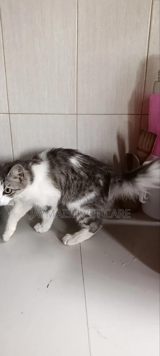 3-6 months Male Purebred Maine Coon - thumbnail 6