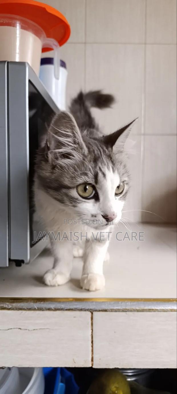 3-6 months Male Purebred Maine Coon - thumbnail 7
