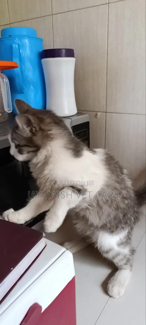 3-6 months Male Purebred Maine Coon - thumbnail 8