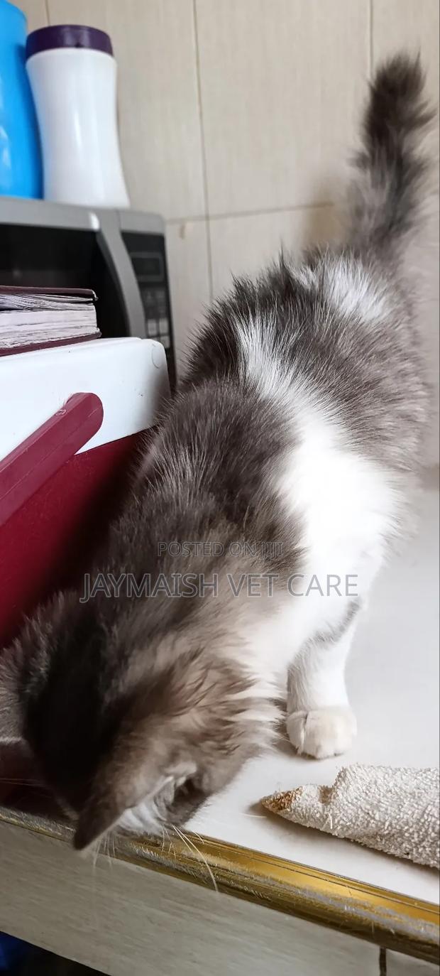 3-6 months Male Purebred Maine Coon - thumbnail 9