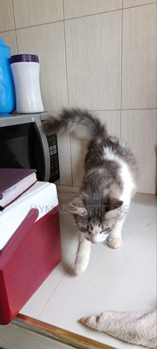 3-6 months Male Purebred Maine Coon - thumbnail 10