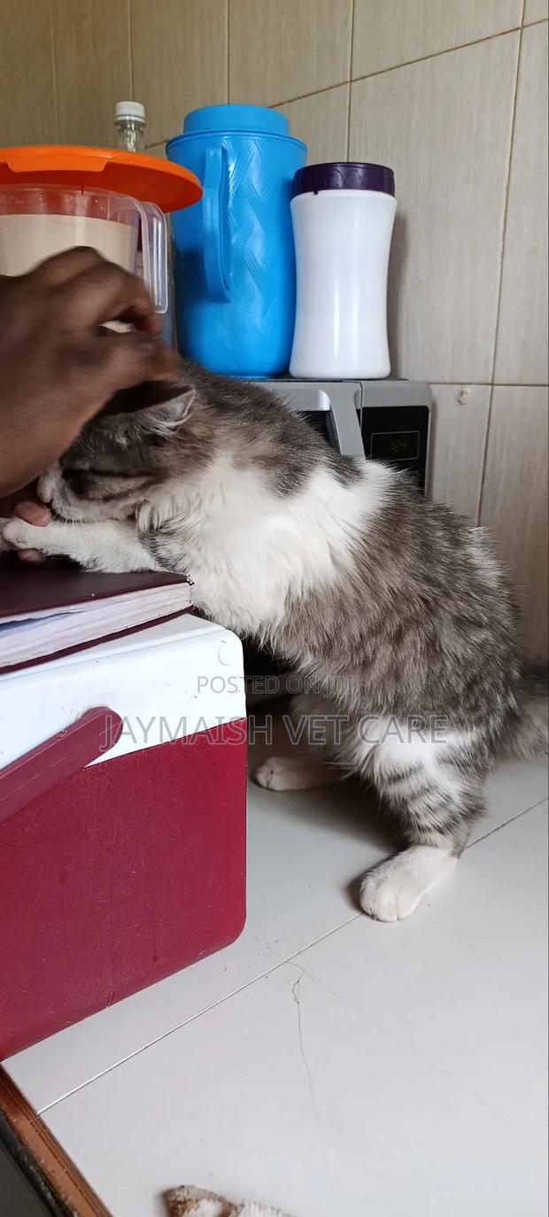 3-6 months Male Purebred Maine Coon - thumbnail 11