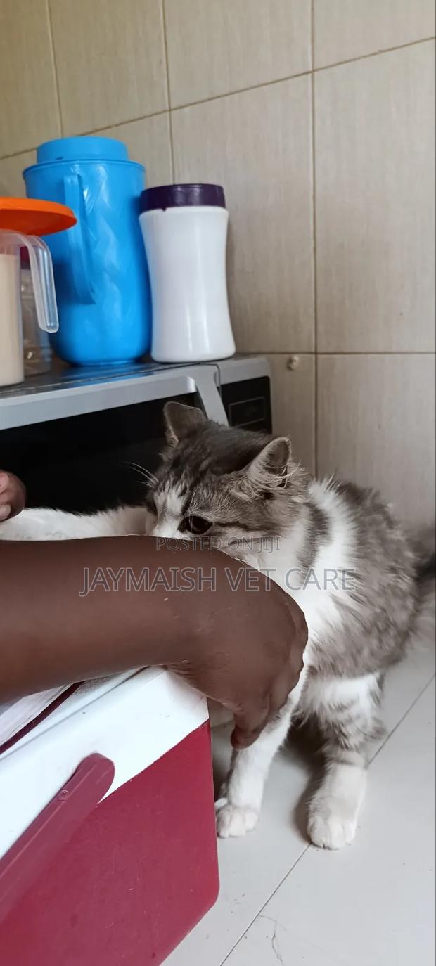 3-6 months Male Purebred Maine Coon - thumbnail 12