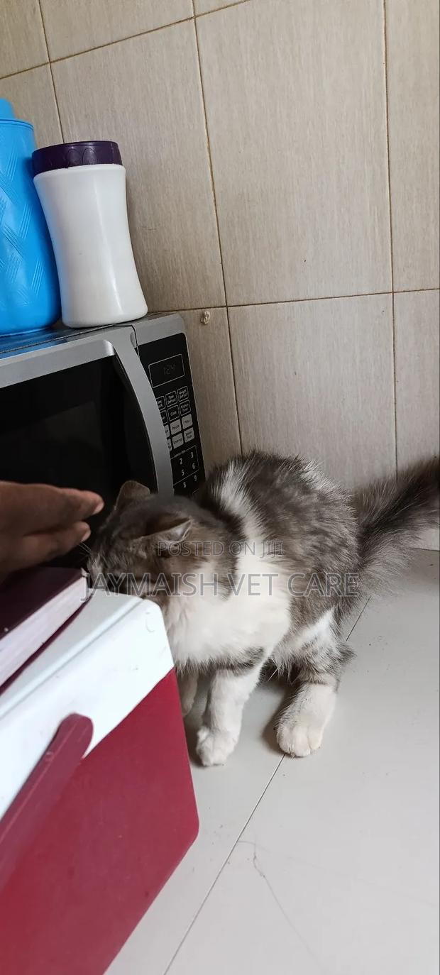 3-6 months Male Purebred Maine Coon - thumbnail 13