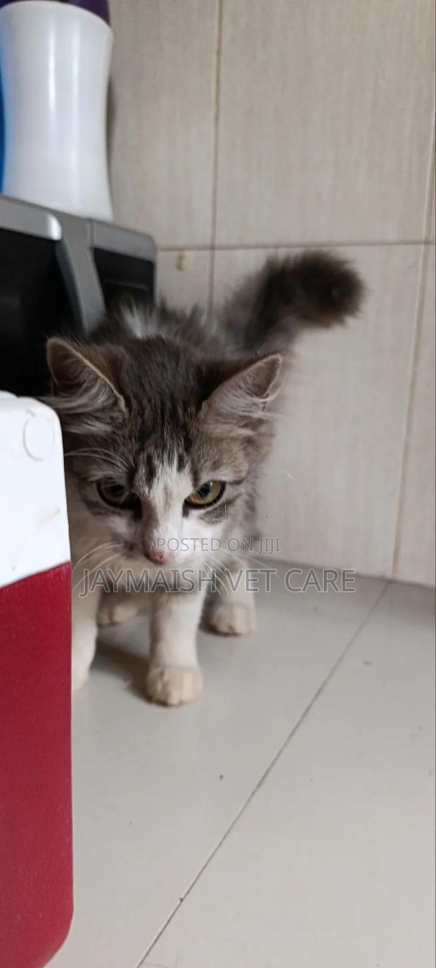 3-6 months Male Purebred Maine Coon - thumbnail 14