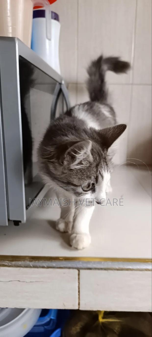 3-6 months Male Purebred Maine Coon - thumbnail 15