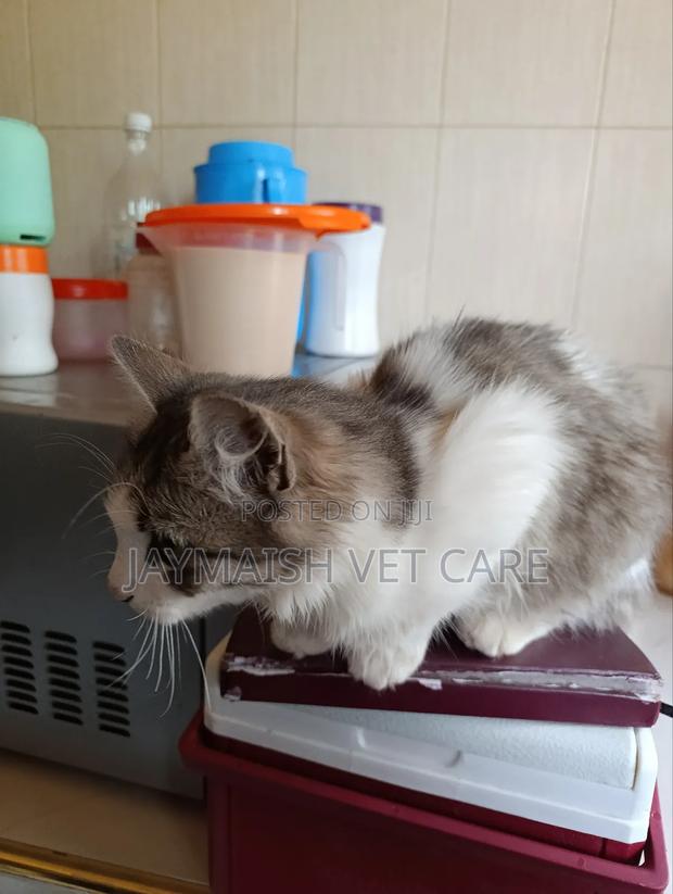 3-6 months Male Purebred Maine Coon - thumbnail 16