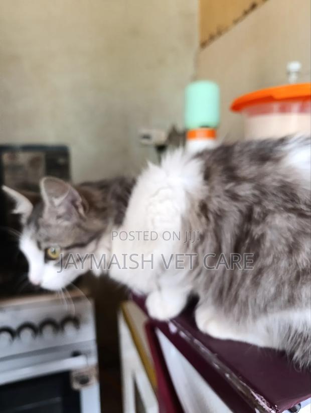 3-6 months Male Purebred Maine Coon - thumbnail 17