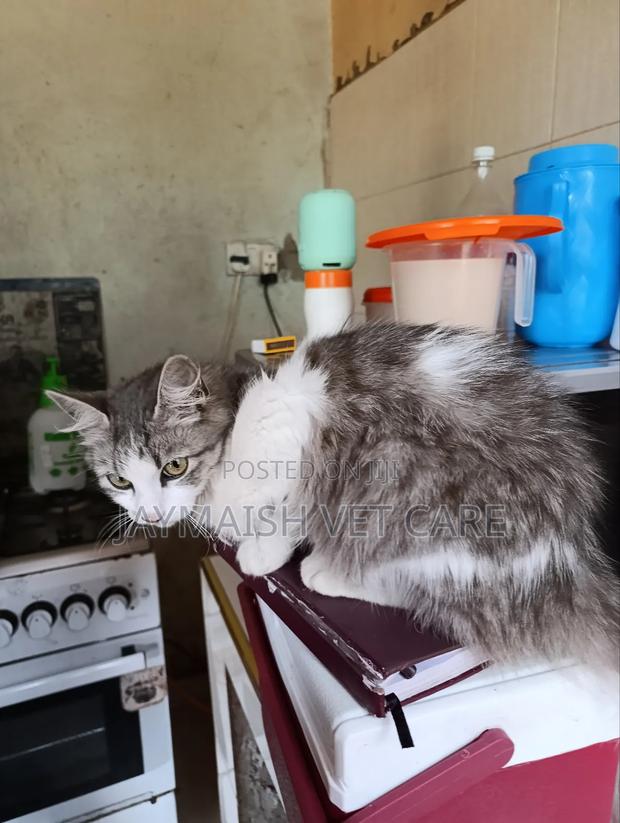 3-6 months Male Purebred Maine Coon - thumbnail 18