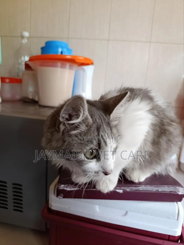 3-6 months Male Purebred Maine Coon - thumbnail 19