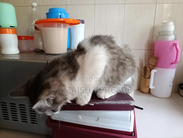 3-6 months Male Purebred Maine Coon - thumbnail 20