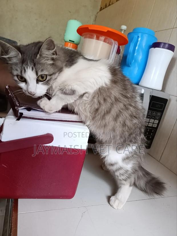 3-6 months Male Purebred Maine Coon - thumbnail 21