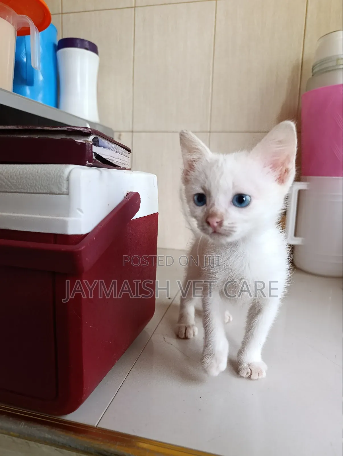 1-3 months Male Purebred Turkish Angora