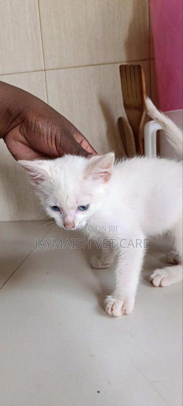 1-3 months Male Purebred Turkish Angora - thumbnail 4