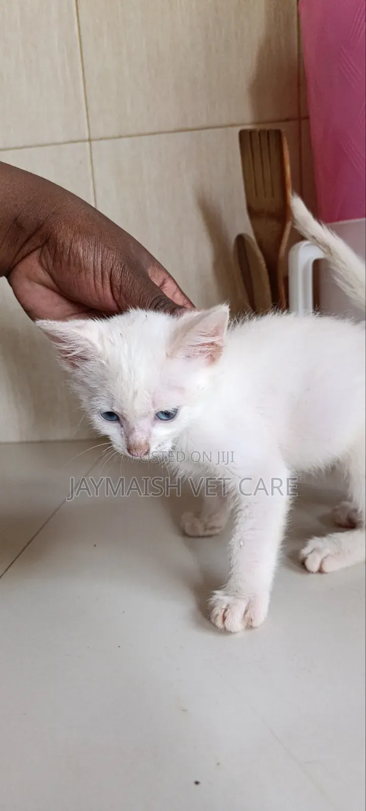 1-3 months Male Purebred Turkish Angora