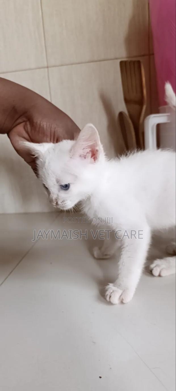1-3 months Male Purebred Turkish Angora - thumbnail 5