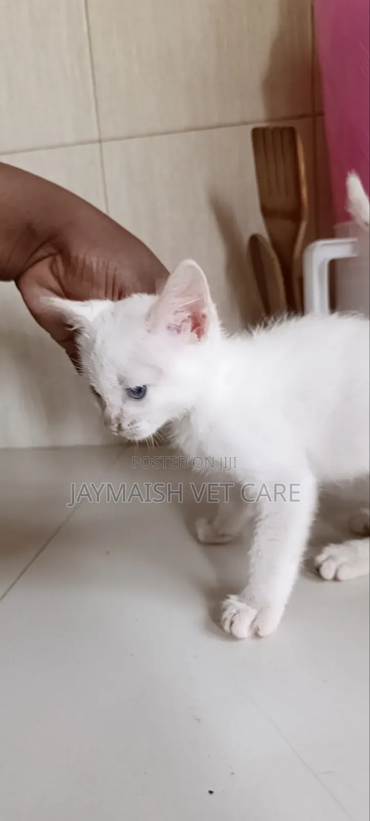 1-3 months Male Purebred Turkish Angora