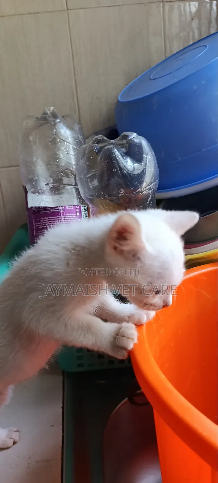 1-3 months Male Purebred Turkish Angora