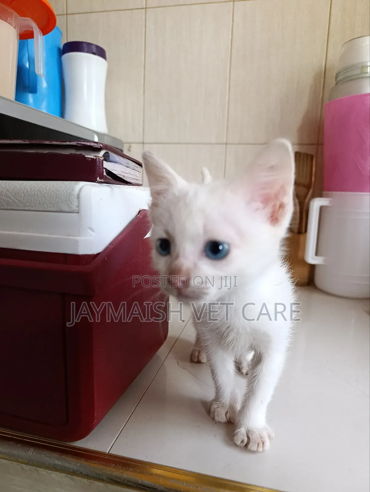 1-3 months Male Purebred Turkish Angora