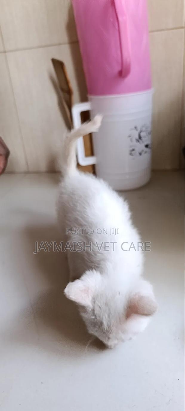 1-3 months Male Purebred Turkish Angora - thumbnail 10