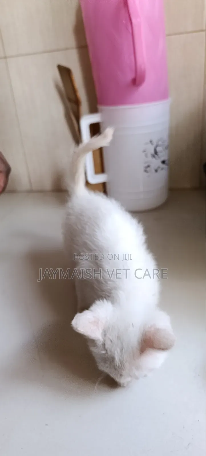 1-3 months Male Purebred Turkish Angora