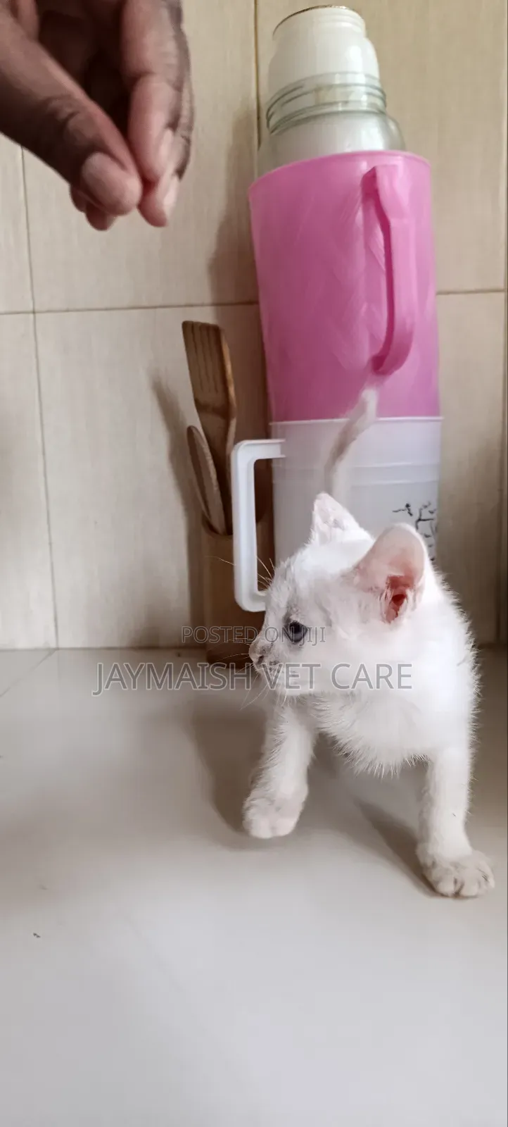 1-3 months Male Purebred Turkish Angora