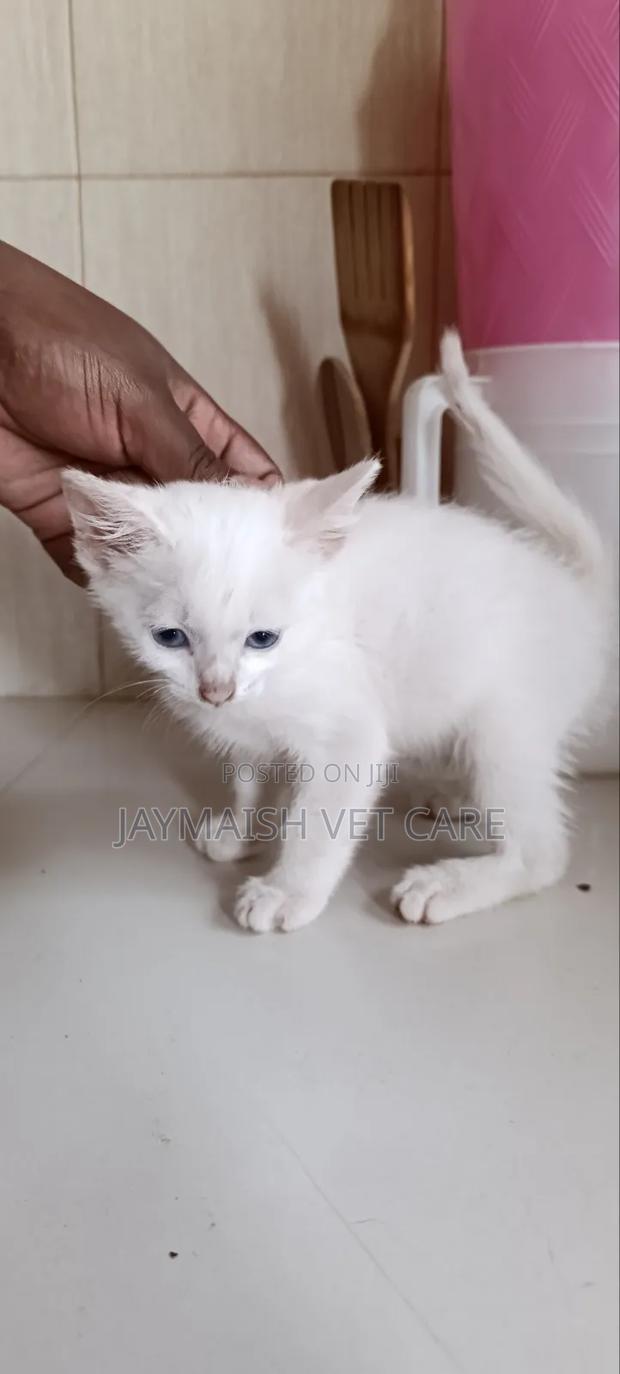 1-3 months Male Purebred Turkish Angora - thumbnail 12