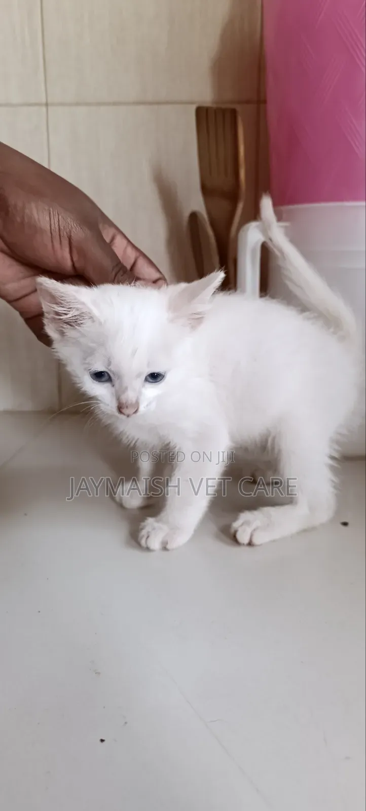 1-3 months Male Purebred Turkish Angora