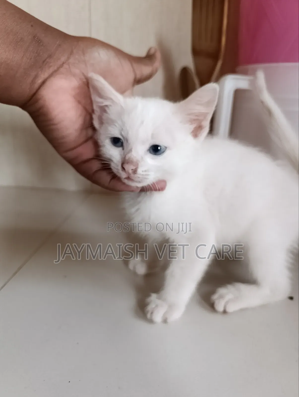 1-3 months Male Purebred Turkish Angora