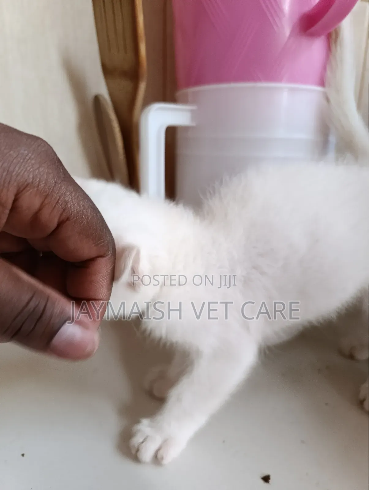 1-3 months Male Purebred Turkish Angora