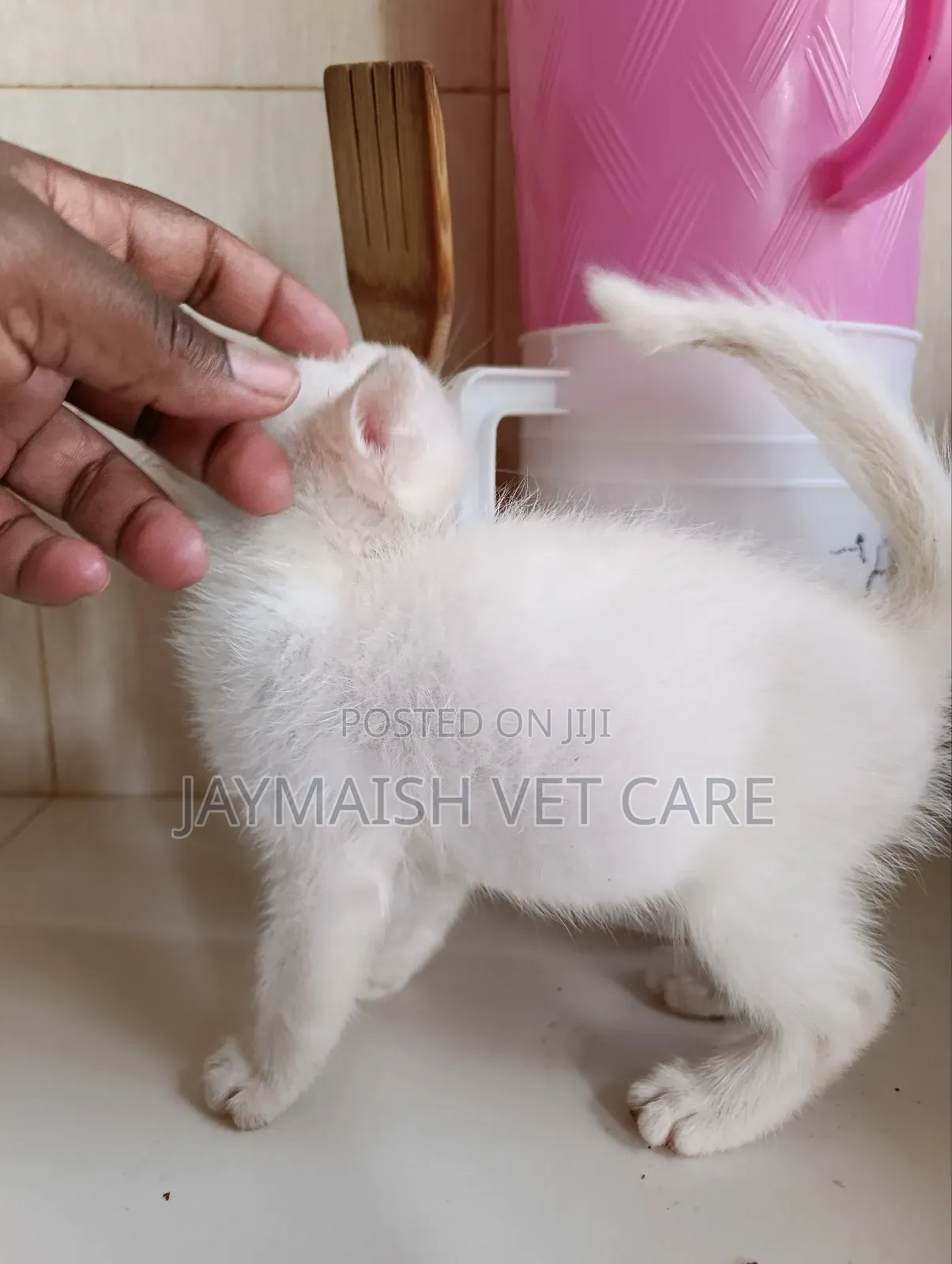 1-3 months Male Purebred Turkish Angora