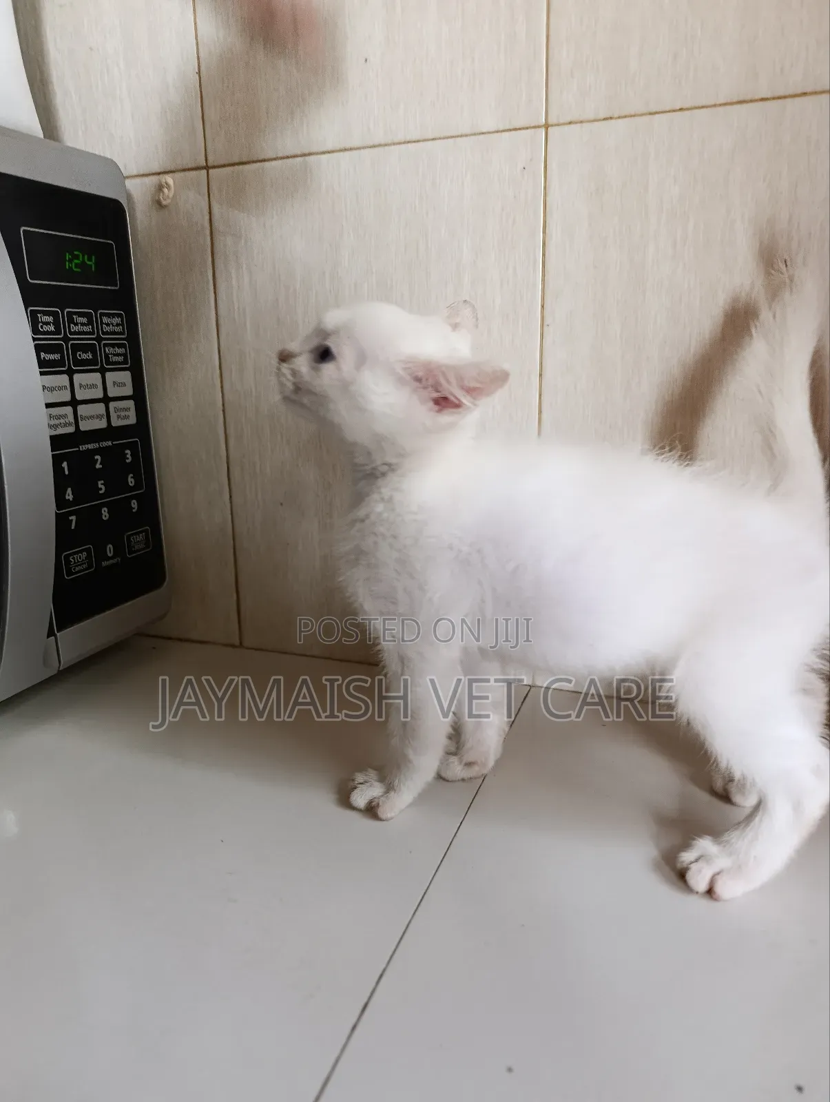 1-3 months Male Purebred Turkish Angora