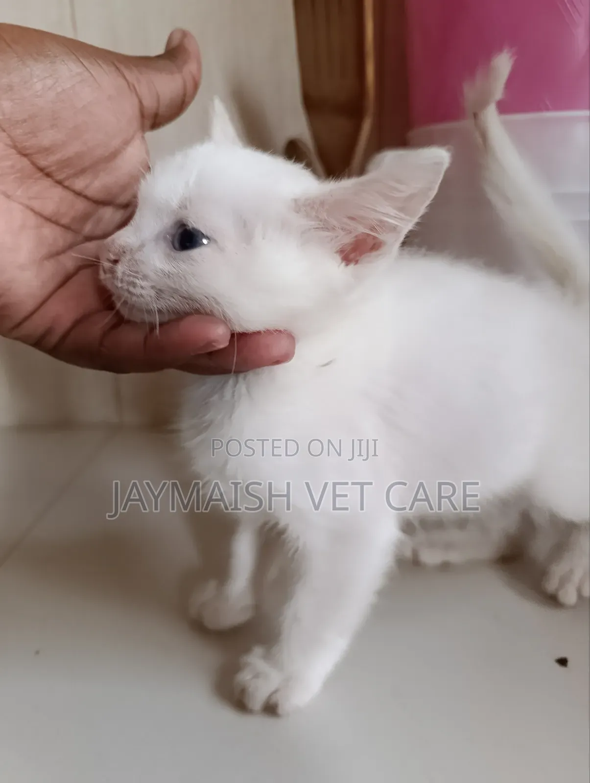 1-3 months Male Purebred Turkish Angora
