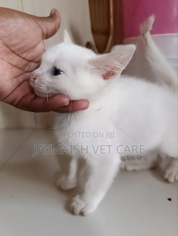 1-3 months Male Purebred Turkish Angora - thumbnail 17