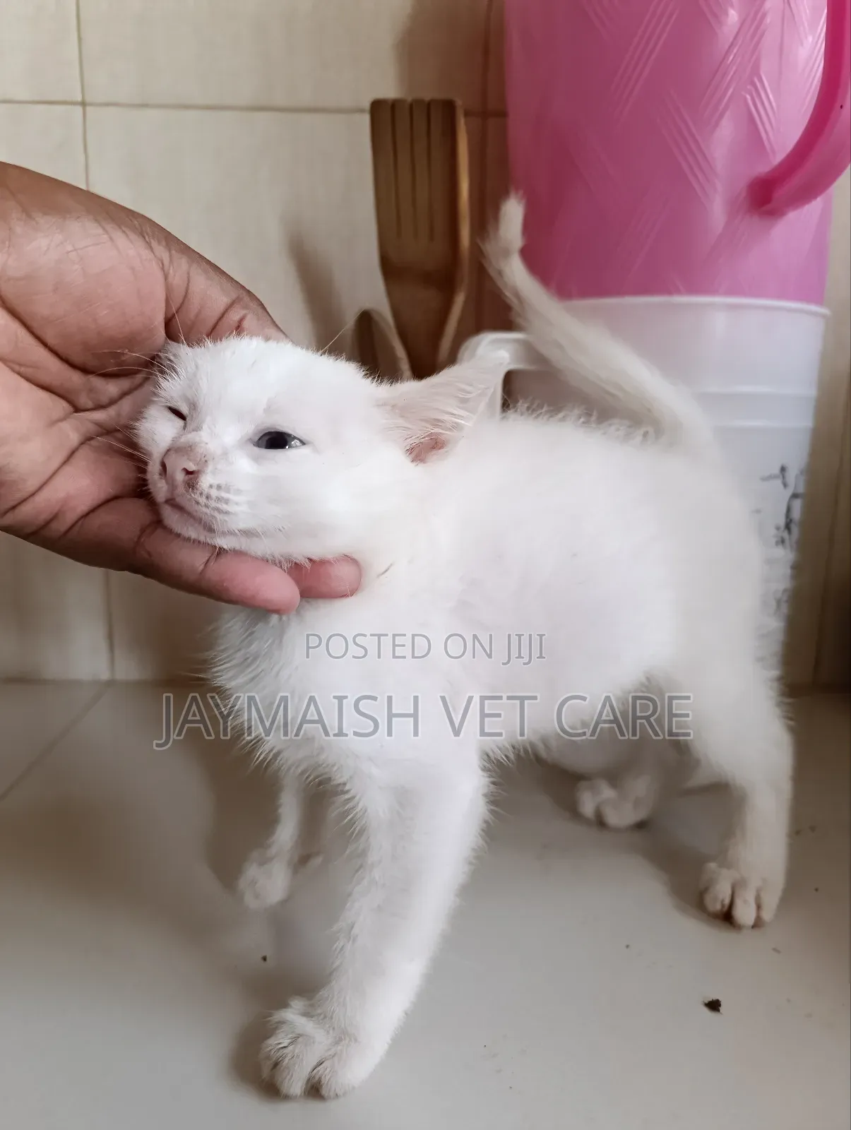 1-3 months Male Purebred Turkish Angora