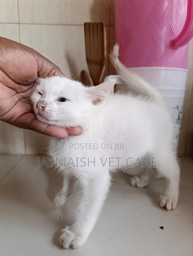 1-3 months Male Purebred Turkish Angora - thumbnail 18