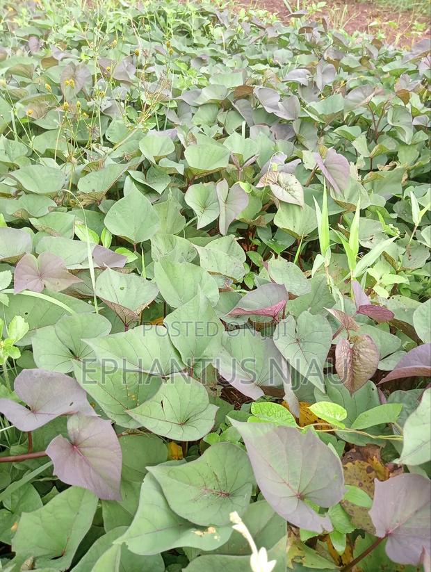 Purple Sweet Potato Vines