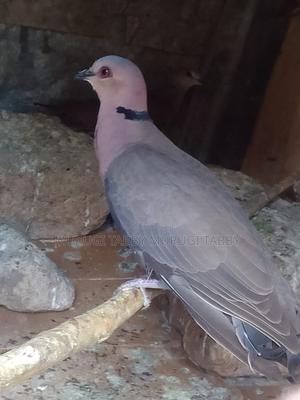 Wild Pigeon - thumbnail 2