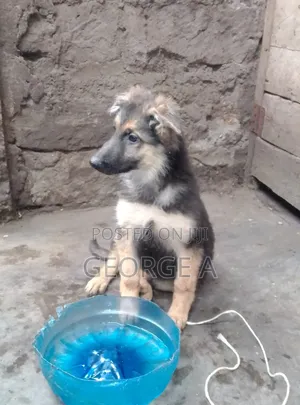 3-6 months Male Purebred German Shepherd