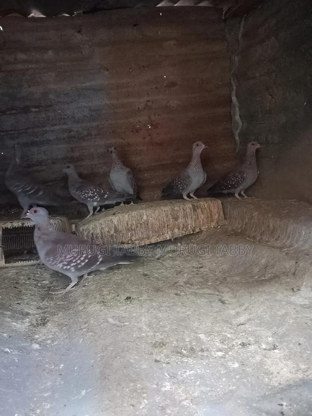 Wild Pigeon - thumbnail 3