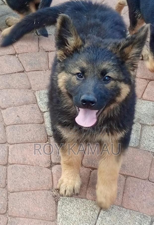 3-6 months Female Purebred German Shepherd