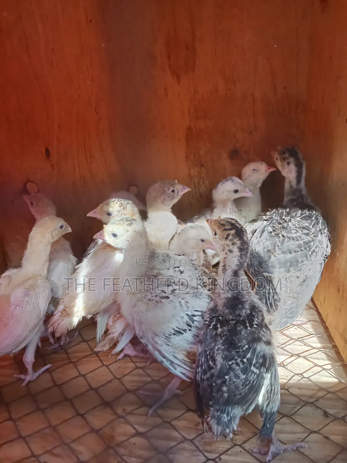 Turkey Poults