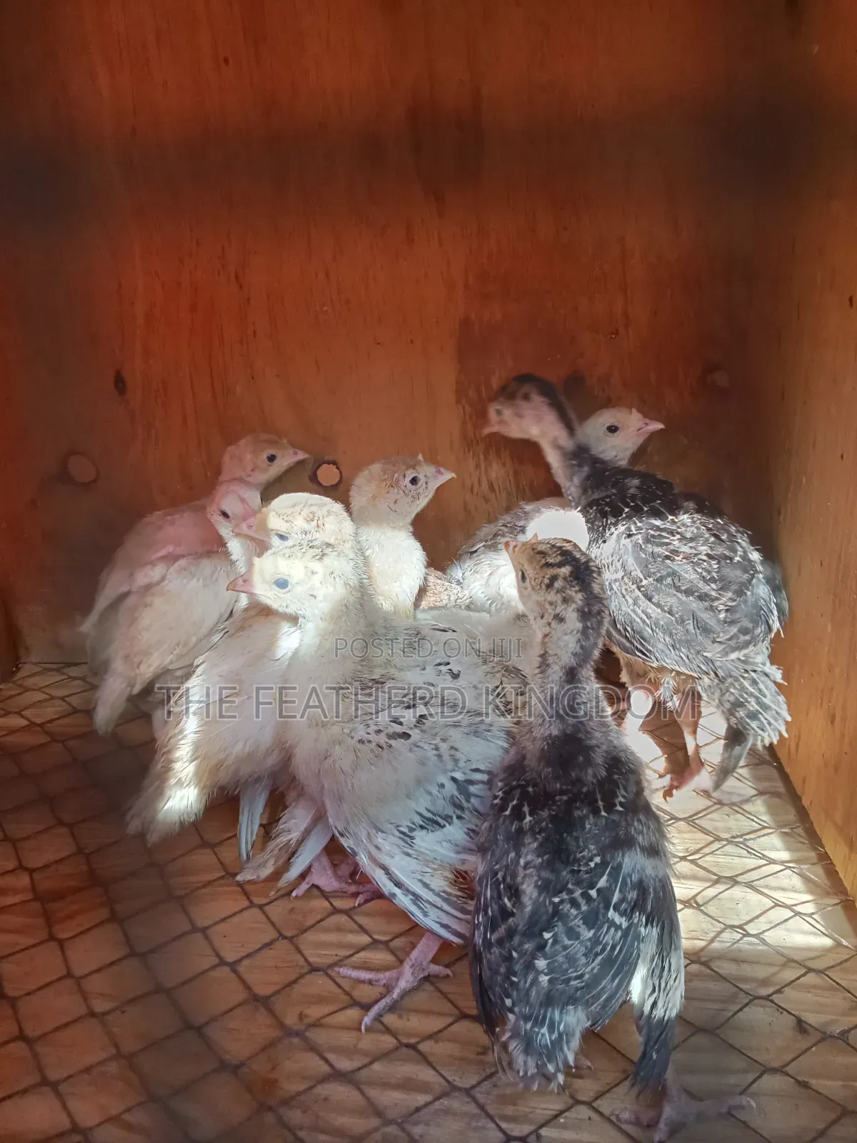 Turkey Poults