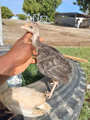 Turkey Poults
