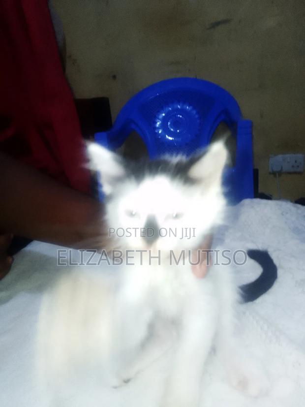 1-3 months Male Mixed Breed Persian - main view